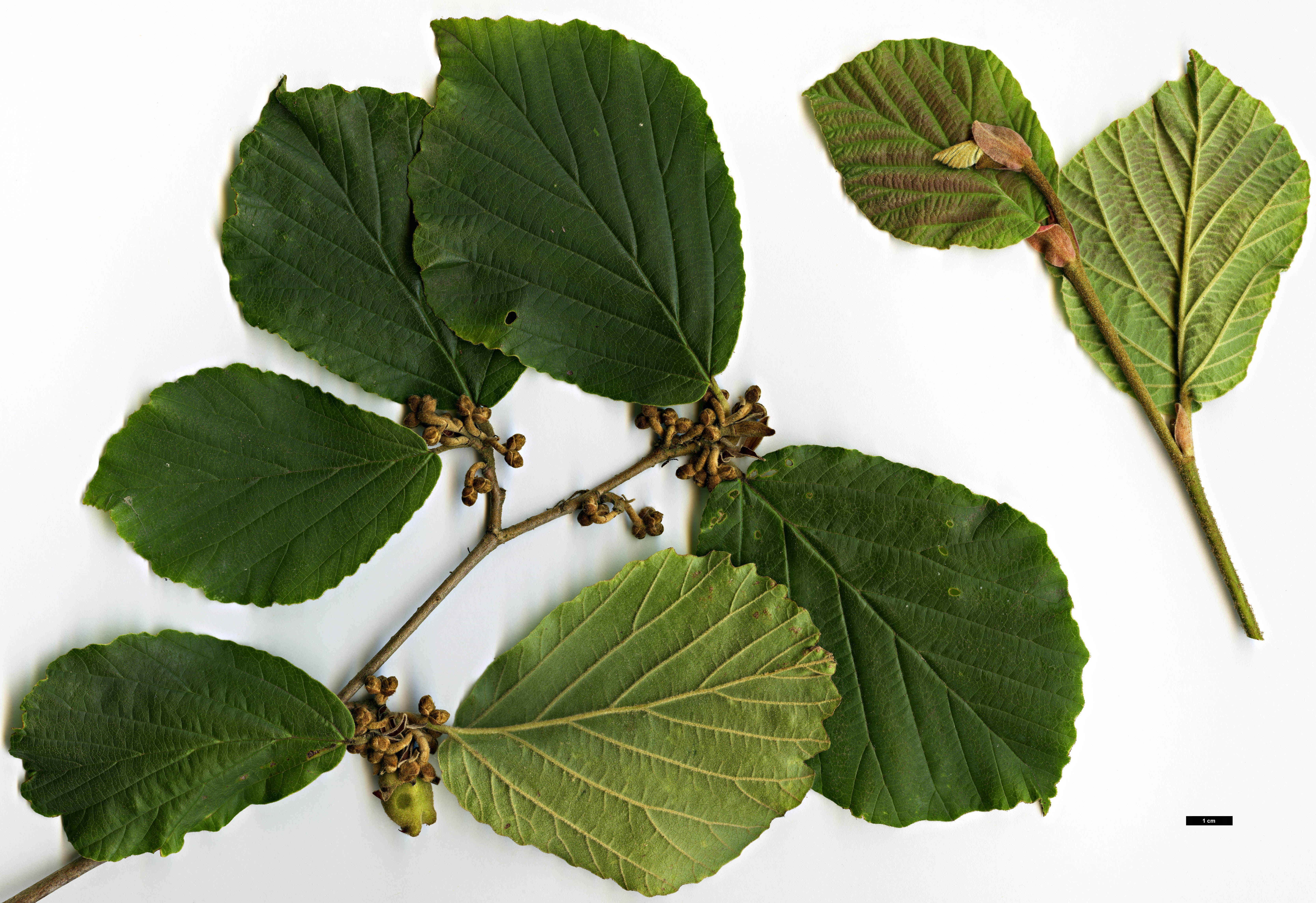 High resolution image: Family: Hamamelidaceae - Genus: Hamamelis - Taxon: ×intermedia - SpeciesSub: 'Pallida' (H.japonica × H.mollis)